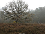Zandstuvebos